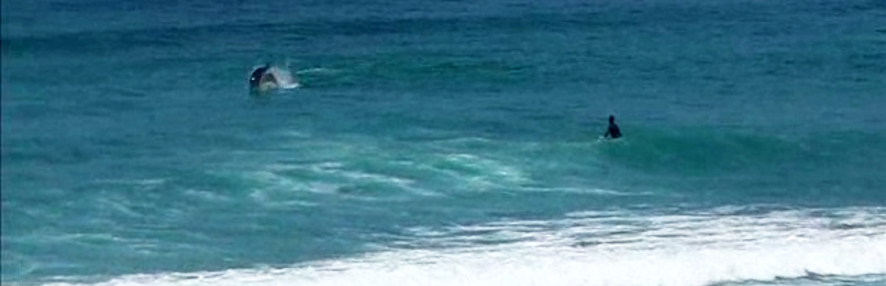 Delfines y surfistas en Razo...