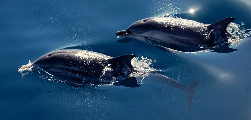Interactuar-delfines